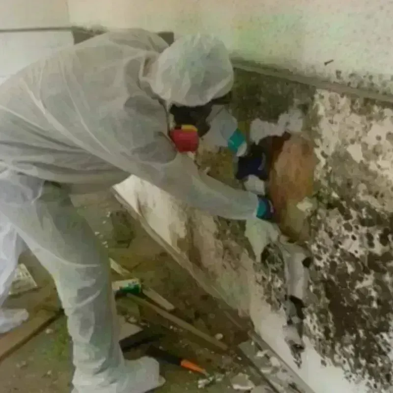 Mold Remediation and Removal in El Campo, TX